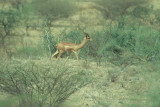 Gerenuk  (Litocranius walleri)