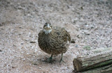 Himalayan Monal