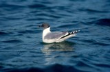 Sabines Gull  Trnms  (Larus sabini)