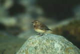 Pied Wheatear  Nunnestenskvtta  (Oenanthe pleschanka)