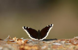 Camberwell Beauty  Sorgmantel  (Nymphalis antiopa)