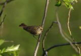Willow Warbler  Lvsngare  (Phylloscopus trochilus)