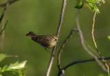 Willow Warbler Lövsångare (Phylloscopus trochilus)