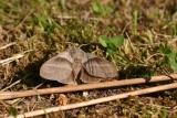Fox Moth  Grsulv  (Macro thylacia)