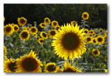 LUB_14__MG_8396 tournesols.jpg