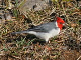 Red-crested Cardinal; exotic