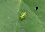 Cassida circumdata; tortoiseshell beetle species; exotic