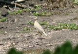 Meadowlark species; leucistic