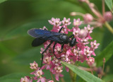 Sphex pensylvanicus; Great Black Wasp