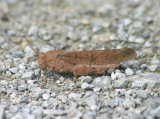 Dissosteira carolina; Carolina Locust