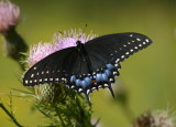Papilio polyxenes; Black Swallowtail; female