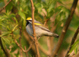 Golden-winged Warbler; male