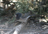 Dark-eyed Oregon Junco; female