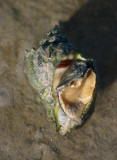 Florida Crown Conch