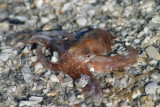 Common Atlantic Octopus