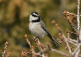 Mountain Chickadee