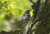 Black-and-white Warbler; male