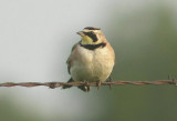 Horned Lark; male