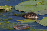 Muskrat