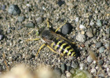 Bembicina Sand Wasp species