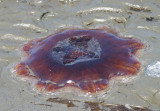 Moon Jellyfish