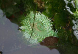 Green Sea Anemone