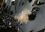White-and-Orange-Tipped Nudibranch
