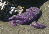 Ochre Starfish