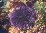 Purple Sea Urchin