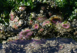 Aggregating Anemones