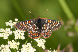 Euphydryas editha; Ediths Checkerspot