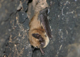 Little Brown Bat 