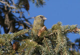 White-winged Crossbill; female