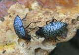 Cypherotylus californicus; Rough Fungus Beetles