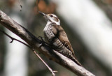 Arizona Woodpecker; female