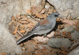 Dark-eyed Gray-headed Junco