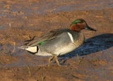 Green-winged Teal; male