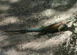 Yarrows Spiny Lizard