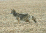Coyote