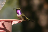 Lucifer Hummingbird; male