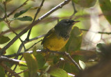 MacGillivrays Warbler
