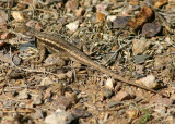 Plateau Fence Lizard; male