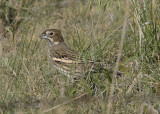 Lark Bunting; female