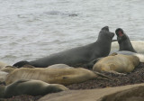 Elephant Seals