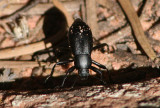 Eleodes extricatus; Skunk Beetle species