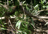 Midland Water Snake