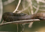Midland Water Snake