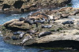 Harbor Seals