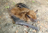 Evening Bat