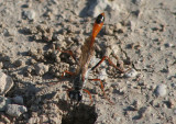 Ammophila Thread-waisted Wasp species